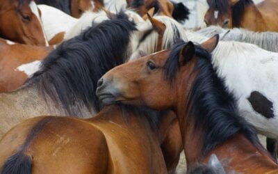 El Gobierno suspende por 180 días normativa de INBA sobre jineteadas.