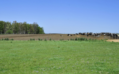Florida. Fortalecimiento de la producción ganadera, lechera y ovina.