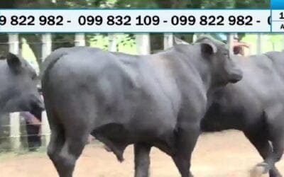 Destacado remate de Valdez en Ansina.