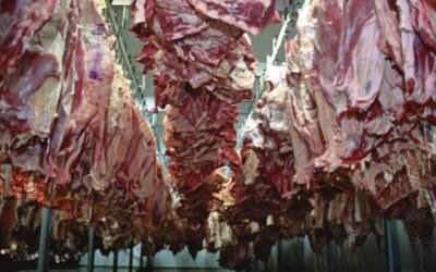 Se espera que la faena de hacienda 2024 sea menor a la de los últimos dos años en Argentina.