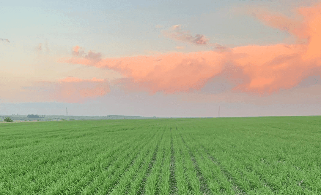 Situación agrícola. Análisis de Dufour Commodities.