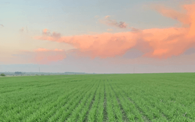 Situación agrícola. Análisis de Dufour Commodities.