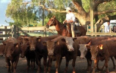 Pedro Clavijo Negocios Rurales. La primavera empuja los valores en Don Bernardo.