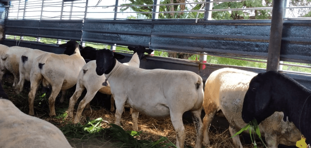 Acerca de la reciente importación de genética ovina desde el Paraguay.