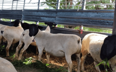 Acerca de la reciente importación de genética ovina desde el Paraguay.