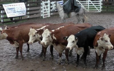 Leonardo Ruglio Bachino en Campanero mostró un mercado firme y de valores sostenidos.