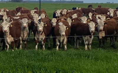 Resultados de ganadería bajo riego en Coronel Suárez, Argentina.