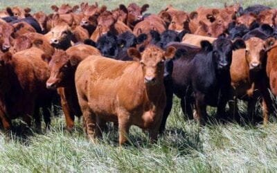 Tendencias dispares para el precio del novillo en el Mercosur