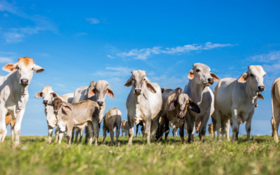 Brasil avanza en su objetivo libre de aftosa sin vacunación 2026.