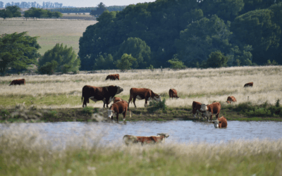 El pastoreo es clave para el suelo y los ecosistemas.