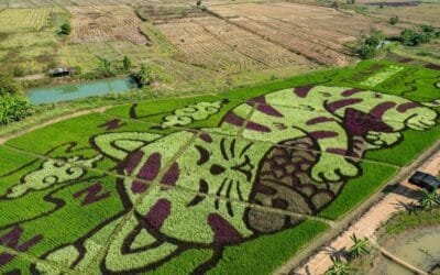En Tailandia los campos de arroz también son una atracción turística.