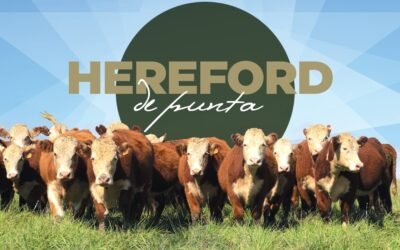 Hoy desde las 11,00 horas, Plaza Rural remata los Hereford de Punta.