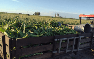 Comienza la zafra de maíz dulce de la zona sur.
