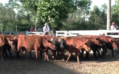 Montero & Fernández hizo muy buen cierre de año en el Campanero.