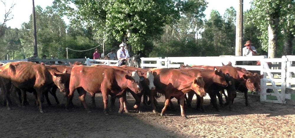 Montero & Fernández hizo muy buen cierre de año en el Campanero.