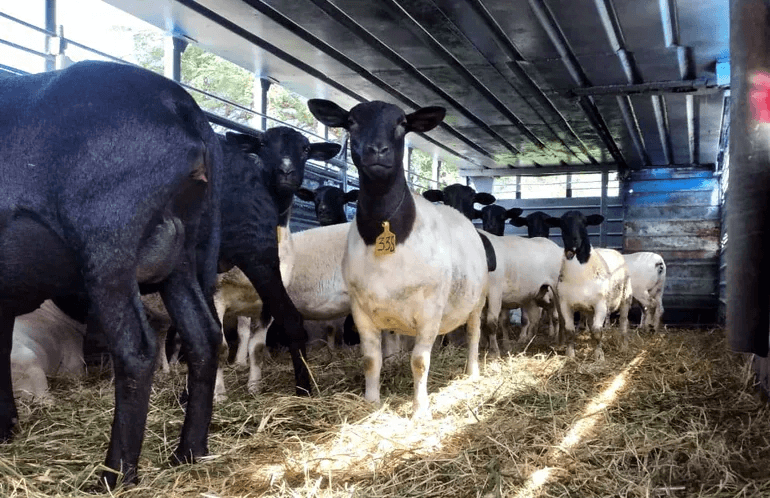 Paraguay exportó ovejas Santa Inés y Dorper a Uruguay.