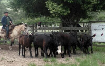 Con agilidad, interesante oferta se dispersó en La Querencia, con Manuel F. Porta.