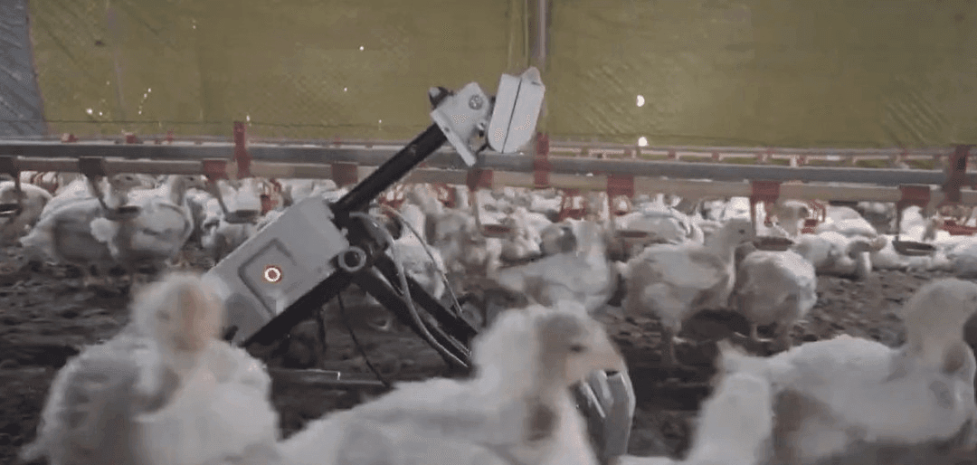 Desarrollan tecnología que mejora el bienestar animal y potencia la avicultura de precisión.