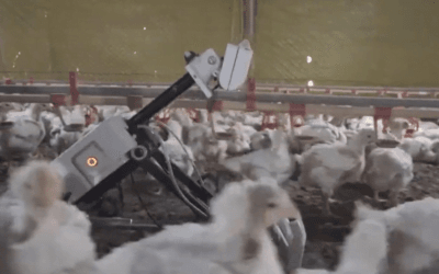 Desarrollan tecnología que mejora el bienestar animal y potencia la avicultura de precisión.