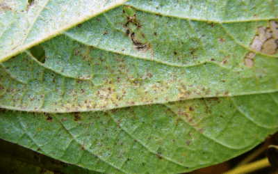 INIA advierte sobre roya asiática de la soja en Brasil, próximo a Uruguay.