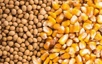 Bioseguridad aprobó nuevos eventos de organismos genéticamente modificados.