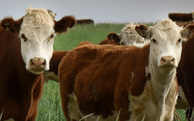 Hoy Lote 21 rematará 8.500 vacunos y 3.000 ovinos.