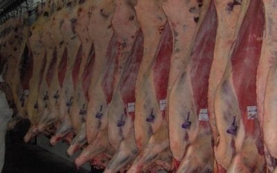 Frigoríficos cerraron el 2023  con volúmenes mayores al 2022  en cámara