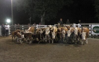 Montero & Fernández: Un mercado prendido fuego en Campanero, se colocó surtida y voluminosa oferta.