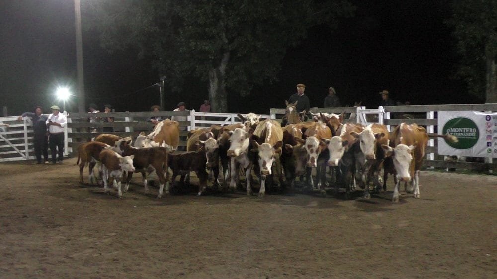 Montero & Fernández: Un mercado prendido fuego en Campanero, se colocó surtida y voluminosa oferta.