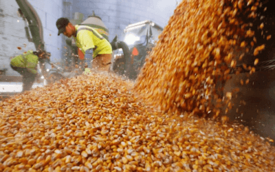 Producción récord de maíz en Argentina, un 64% más que en la campaña pasada