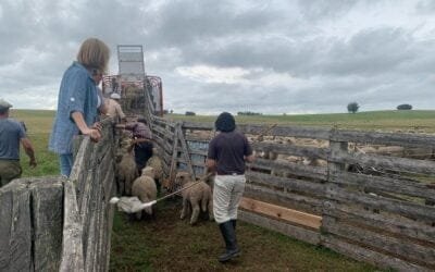 La guía de transporte de ganado se mueve a lo digital
