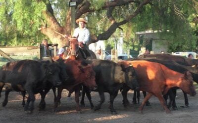 Con Pedro Clavijo Negocios Rurales, Don Bernardo mostró un mercado muy animado y con destacadas cotizaciones.