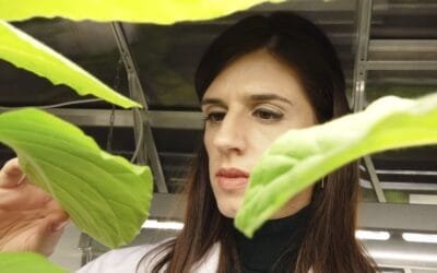 Seguridad alimentaria. La tecnología que revolucionará la agricultura: menos agua y 50% más rendimiento.