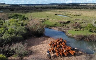 Análisis Rosgan. Perfil de faena: el desafío de recuperar la producción de animales pesados.