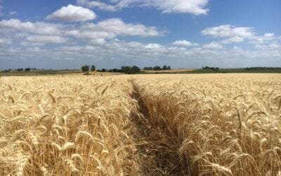 DIEA presenta los resultados de la Encuesta Agrícola “Primavera 2023”