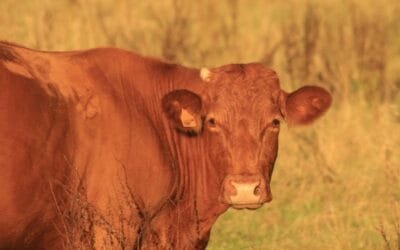 Recomendaciones sobre tiempo de espera en medicamentos veterinarios.