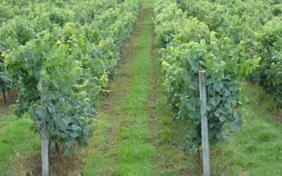 Inavi incorporó nuevas tecnologías, plan de uvas y bodegas sostenibles en el país