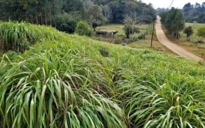 Mosquitos: está por desaparecer el cultivo que sirve para repelentes