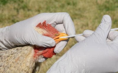 México y Brasil establecen protocolos de regionalización ante brotes de gripe aviar