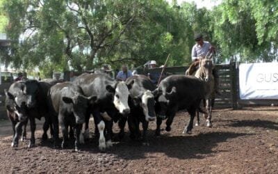 Con Gustavo Basso Negocios Rurales, Cuchilla de Silvera volvió a mostrar una pista muy firme y con valores en ascenso.