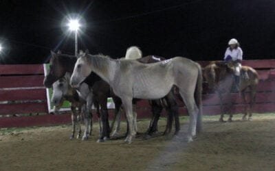 Buen nivel de colocaciones y valores acordes en la “Especial de Yeguarizos” de “Cañada Bellaca”