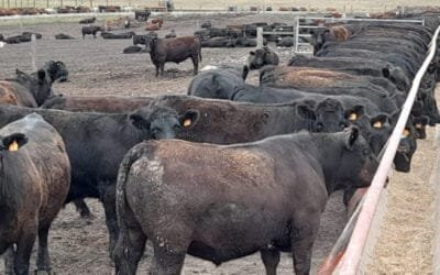 Novillo Mercosur: cotizaciones curiosamente muy alineadas en toda la región