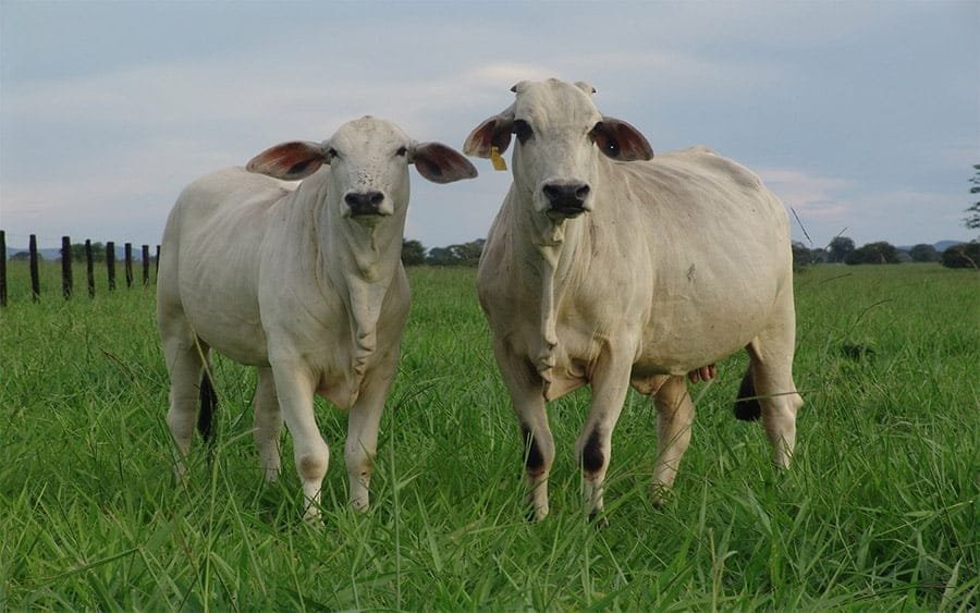 Los precios de la carne vacuna brasileña en diciembre cerraron al alza.