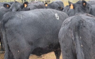 Novillo Mercosur: las plazas se agrupan en dos niveles de precios