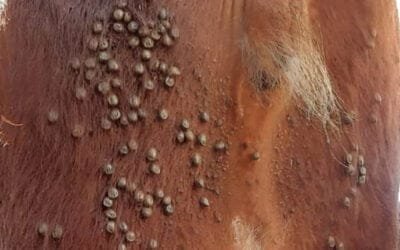 El MGAP trabaja en una línea de crédito para predios con garrapatas multirresistentes