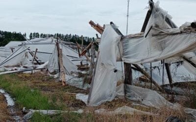 La fruticultura y horticultura sigue bajo emergencia