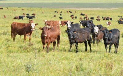 El precio se sigue tonificando