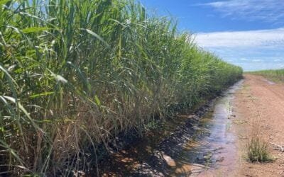 Más de 500.000 toneladas de caña de azúcar procesada; cifra récord 2023