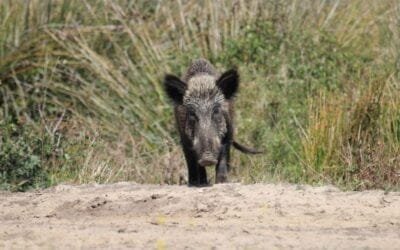 Veterinarios españoles detectan por primera vez Brucella en garrapatas de jabalíes.