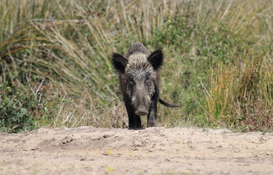 Veterinarios españoles detectan por primera vez Brucella en garrapatas de jabalíes.
